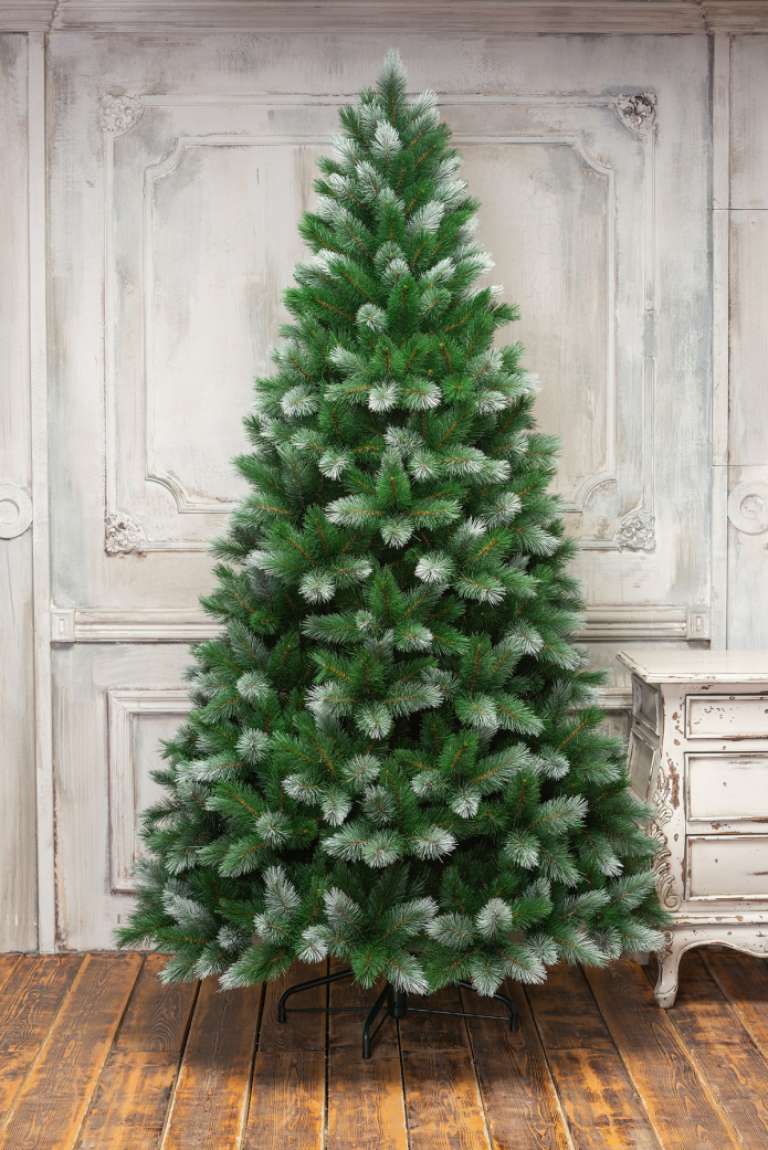 Сибирский кедр