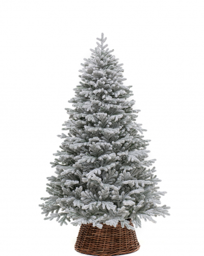 Фотография коллекции Александрийская заснеженная