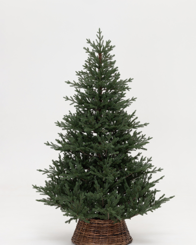 Фотография коллекции Царевна леса