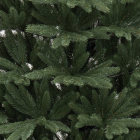 Детализация веток