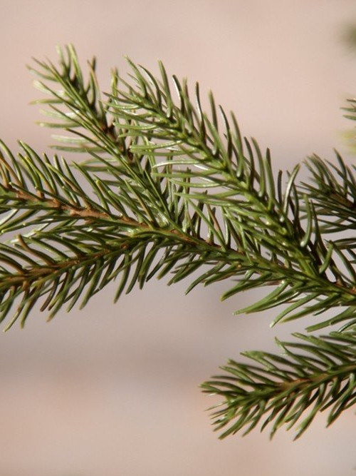 Искусственная ель Датская 230 см., литая хвоя+пвх, Black Box (74047)