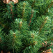 Искусственная елка Снежная королева зеленая 350 см., мягкая хвоя, ЕлкиТорг (32350)
