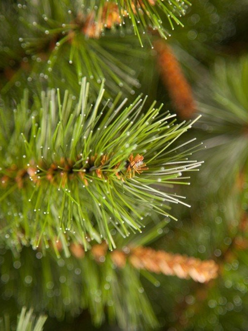 Елка Сказочная в мешочке 90 см., леска, Triumph Tree (73538)