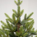 Искусственная елка Тибетская 210 см., 100% литая хвоя, ЕлкиТорг (58210)