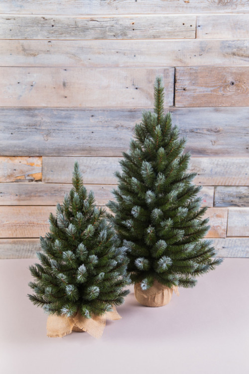 Ель Женева заснеженная 90 см., леска, Triumph Tree (73065)