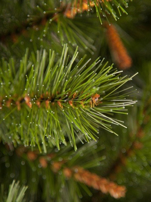 Елка Сказочная 215 см., леска+пвх, Triumph Tree (73536)