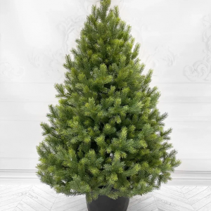 Ель Сахалинская Премиум 90 см. в кашпо, 100% литая хвоя, TreeDeLux (70185)
