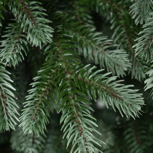 Искусственная елка Архангельская 240 см., 590 теплых белых ламп, 100% литая хвоя, ЕлкиТорг (215240)