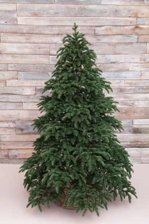 Елка Нормандия 185 см., 100% литая хвоя, Triumph Tree (72080)