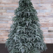Елка Нормандия 230 см., заснеженная,100% литая хвоя, Triumph Tree(72148)