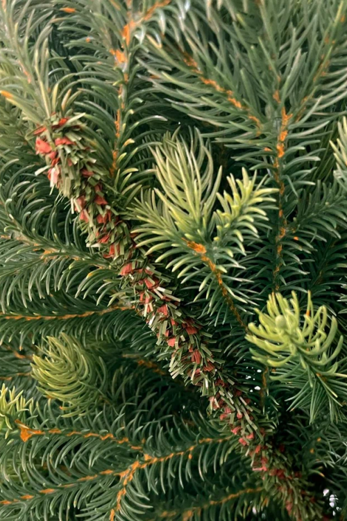 Ель Кремлевская Премиум 230 см., 100% литая хвоя, TreeDeLux (70138)