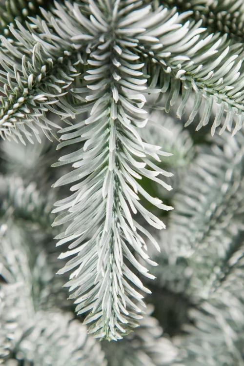 Елка Нормандия пушистая заснеженная 185 см., литая хвоя, Triumph Tree (72085)