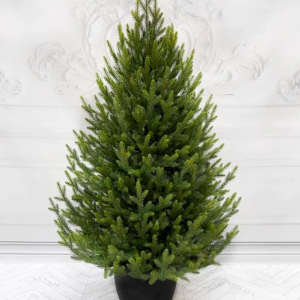 Ель Южная Премиум 120 см. в кашпо, 100% литая хвоя, TreeDeLux (70216)