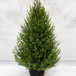 Ель Южная Премиум 120 см. в кашпо, 100% литая хвоя, TreeDeLux (70216)