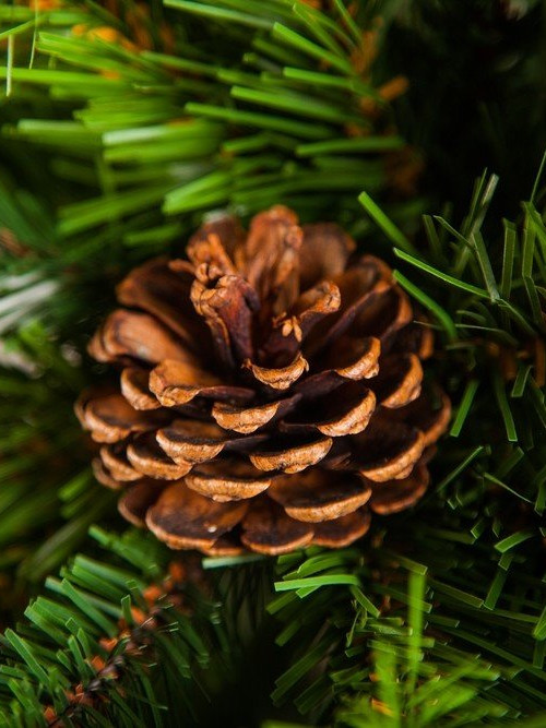 Елка Императрица с шишками 155 см., мягкая хвоя, Triumph Tree (73237)