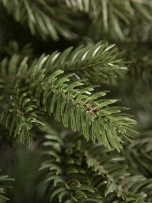 Елка Царская 215 см., литая хвоя+пвх, Triumph Tree (73641)