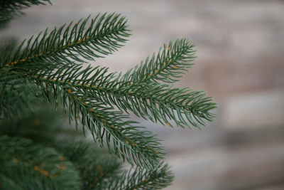 Ель Швейцарская стройная 215 см., 240 теплых белых LED ламп, 100% литая хвоя, Black Box (74678)