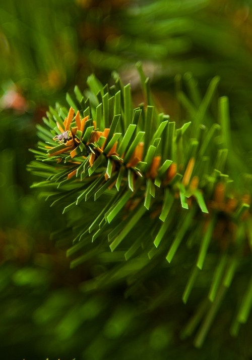 Елка Императрица с шишками 215 см., мягкая хвоя, Triumph Tree (73239)