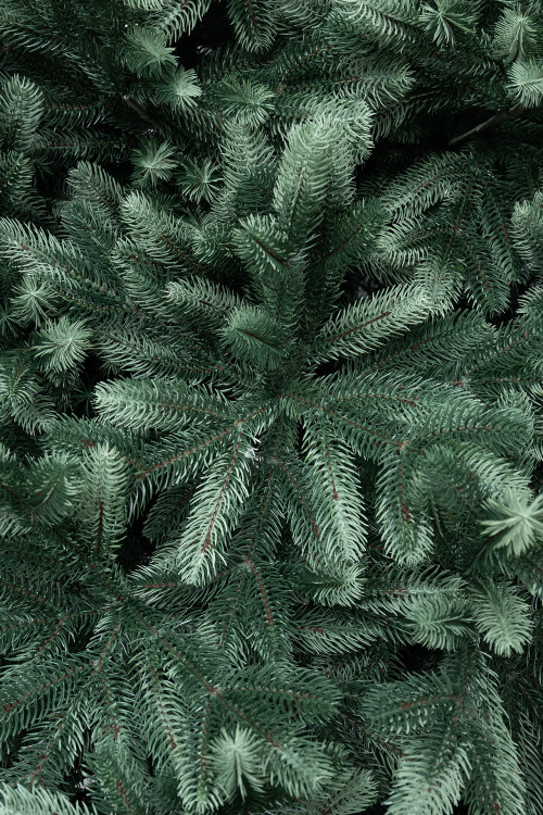 Искусственная ель Царская 4 м., ствольная, интерьерная, 100% Литая хвоя, ЕлкиТорг (194400)