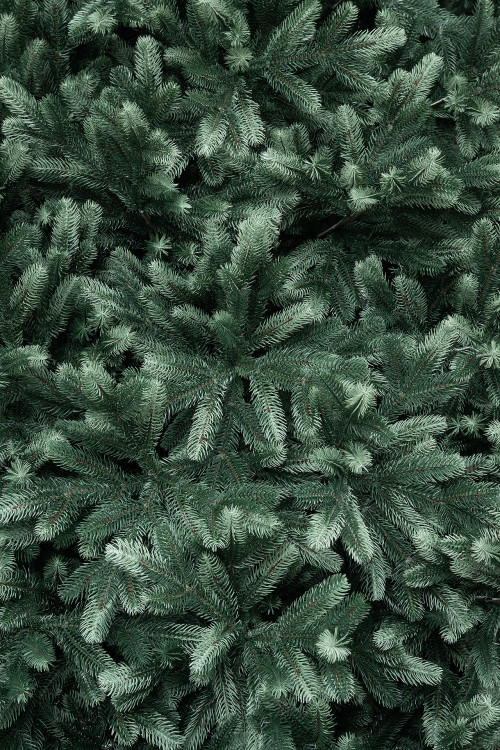 Искусственная ель Царская 4 м., ствольная, интерьерная, 100% Литая хвоя, ЕлкиТорг (194400)