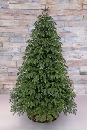 Ель Дворянская 230 см., 100% Литая хвоя, Black Box (74558)