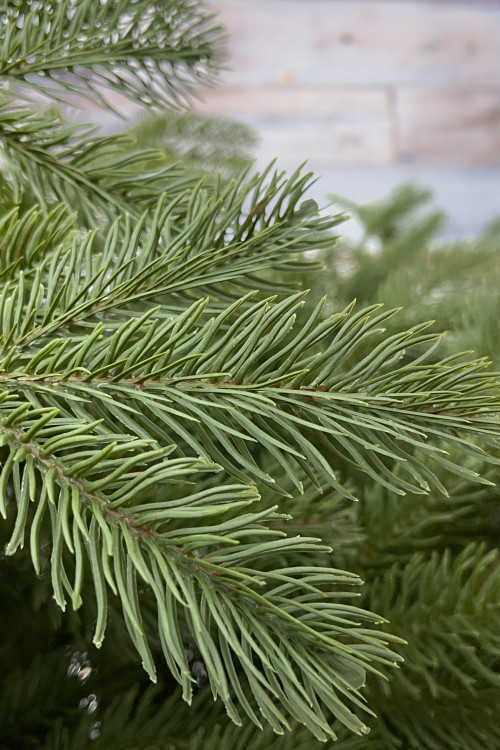 Ель Дворянская 260 см., 100% Литая хвоя, Black Box (74559)