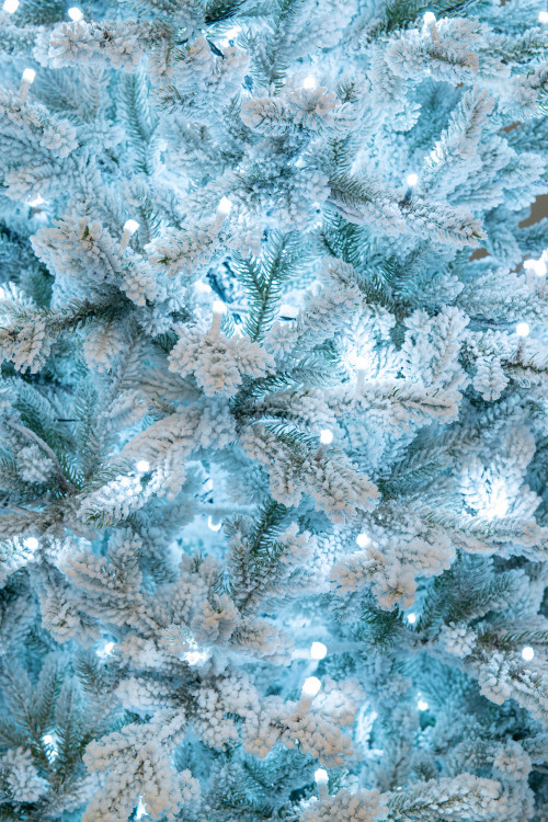 Искусственная елка Алтайская заснеженная 270 см., 760 холодных-белых Led ламп, 100% литая хвоя, ЕлкиТорг (177270)