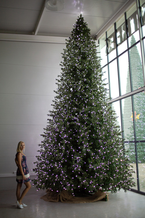 Интерьерная светодинамическая искусственная елка Сказочная Премиум 5,5 м., ствольная, Литая хвоя+ПВХ, Green Trees (GT5,5SKLED)