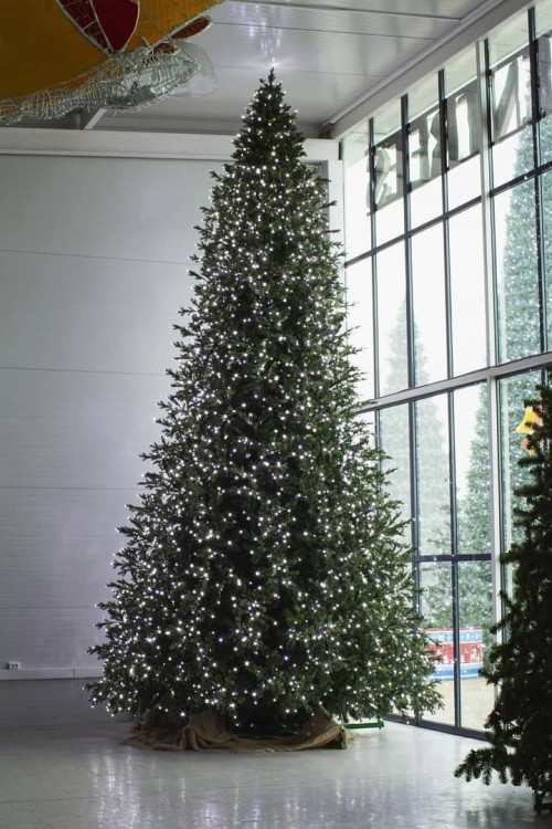 Интерьерная светодинамическая искусственная елка Сказочная Премиум 5,5 м., ствольная, Литая хвоя+ПВХ, Green Trees (GT5,5SKLED)