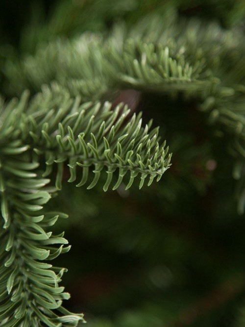 Елка Нормандия стройная 155 см., литая хвоя+пвх, Triumph Tree (73011)