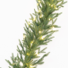 Хвойная Ветвь Лесная симфония 180 см., микро LED лампы, 100% литая хвоя, ЕлкиТорг (52122)