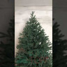 Искусственная елка Грация 180 см., 100% литая хвоя, ЕлкиТорг (164180)