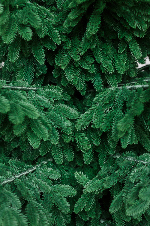 Интерьерная искусственная елка Норвежская Люкс 2,7 м., ствольная, 100% Литая хвоя, Green Trees (GT270NO)