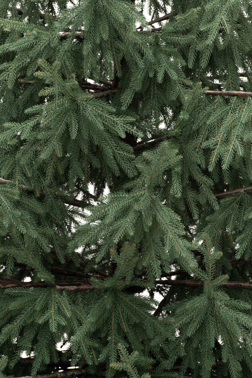 Искусственная елка Заповедная 240 см., 100% литая хвоя, ЕлкиТорг (267240) 