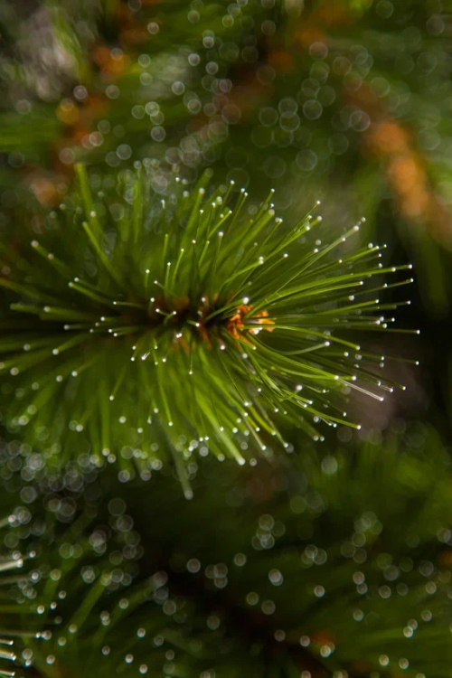 Елка Лесная Красавица в мешочке 90 см., леска, Triumph Tree (73669)