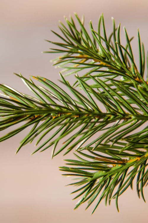 Можжевельник 215 см., зеленый, литая хвоя+пвх, Triumph Tree (72046)