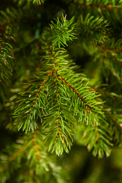 Можжевельник 215 см., зеленый, литая хвоя+пвх, Triumph Tree (72046)