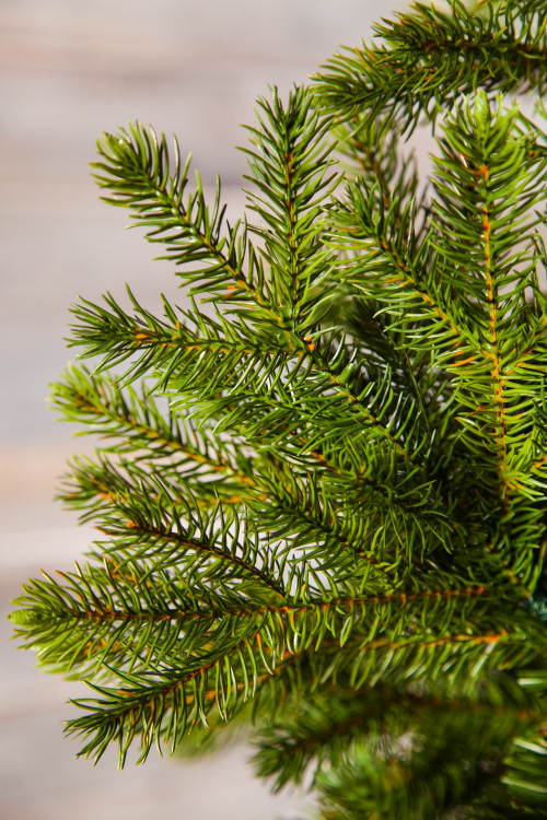 Можжевельник 215 см., зеленый, литая хвоя+пвх, Triumph Tree (72046)