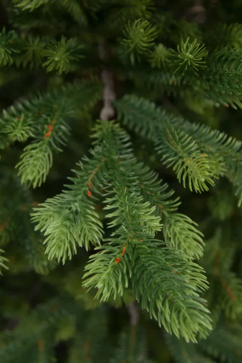 Ель Городская стройная, 100% литая хвоя, 185 см., Black Box (74618)