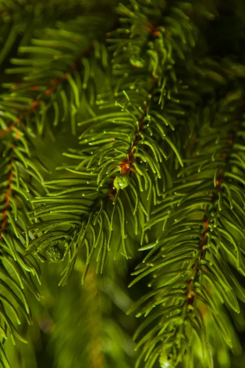 Ель Коттеджная 260 см., литая хвоя+пвх, TreeDeLux (70075)