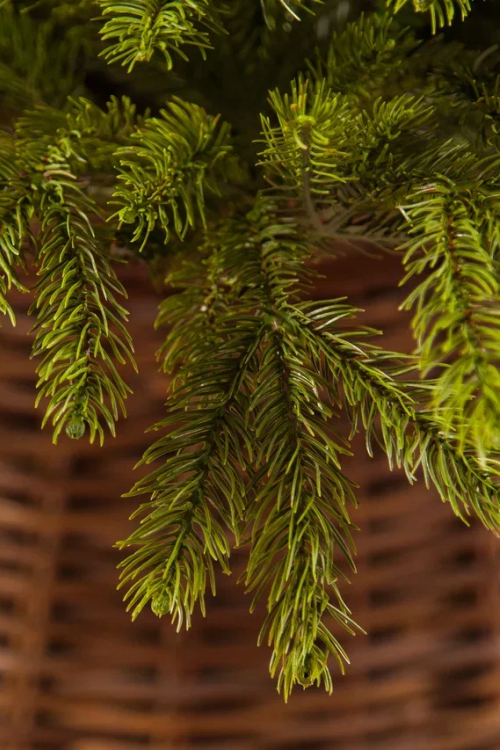 Ель Коттеджная 260 см., литая хвоя+пвх, TreeDeLux (70075)