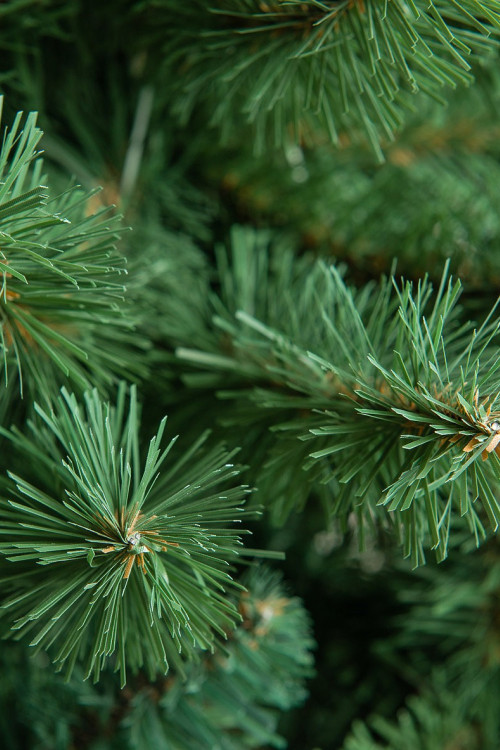 Искусственная елка Звездная 150 см., мягкая хвоя, ЕлкиТорг (10150)