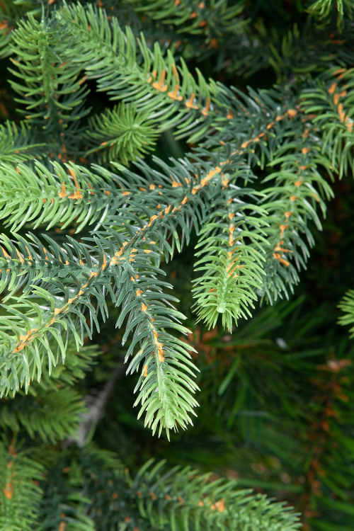 Искусственная елка Венецианская 300 см., литая хвоя+ПВХ, ЕлкиТорг (109300)