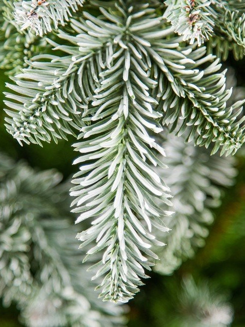 Елка Нормандия пушистая заснеженная 155 см., литая хвоя+пвх, Triumph Tree (73530)