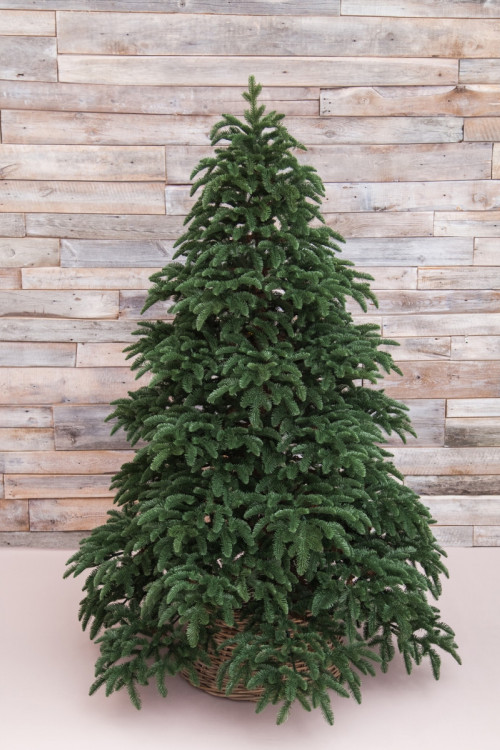 Елка Нормандия 215 см., 100% литая хвоя, Triumph Tree (72081)
