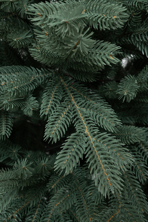 Искусственная елка Балтийская голубая 210 см., 100% литая хвоя, ЕлкиТорг (243210)