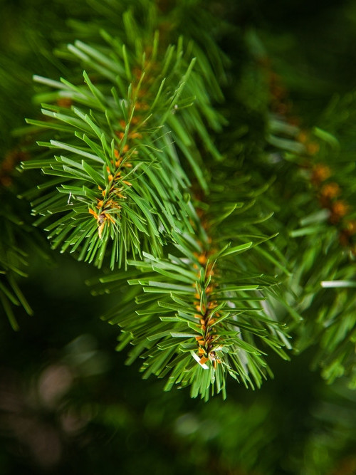 Елка Норвежская 60 см., мягкая хвоя, Triumph Tree (73585)