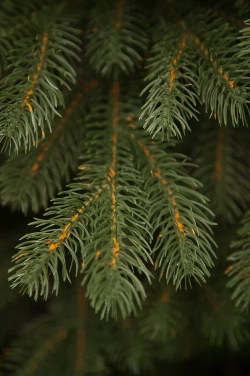 Искусственная елка Швейцарская стройная 155 см., 100% литая хвоя, Black Box (74621)