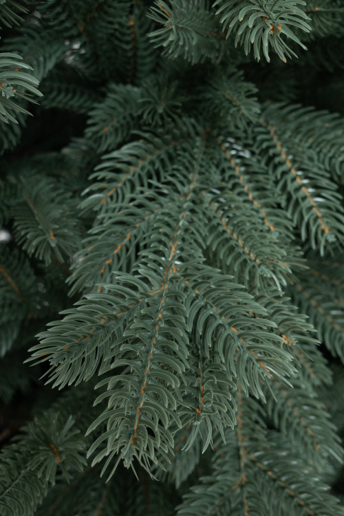 Искусственная елка Балтийская голубая 300 см., 100% литая хвоя, ЕлкиТорг (243300)