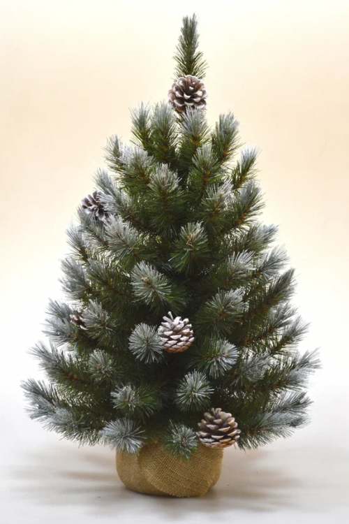 Ель Женева в мешочке с шишками, заснеженная 60 см., ЛЕСКА, Triumph Tree (73502)